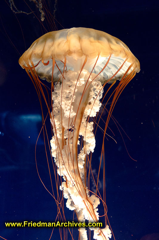 jelly,fish,stinger,blue,floating,danger,ocean,water,sea,life,